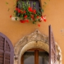 Flowers on window